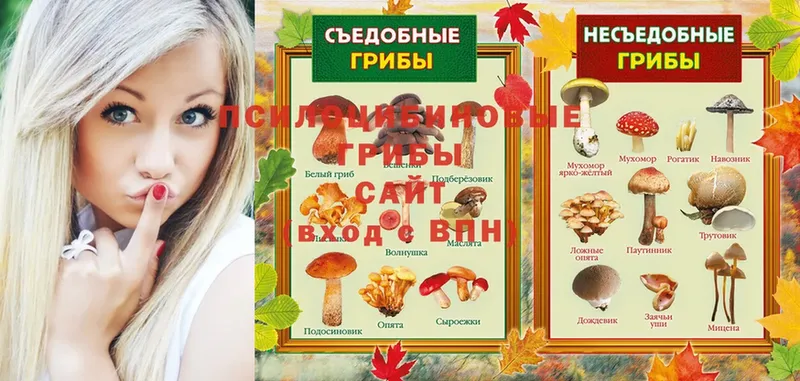 ссылка на мегу tor  Серафимович  Псилоцибиновые грибы мухоморы 